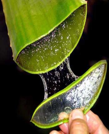 Aloe Vera Benefits