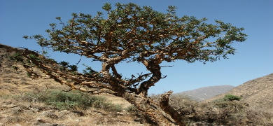 Ormus Minerals Frankincense Essential Oil Product Ormus Minerals Frankincense Essential Oil Product