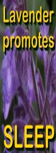 Ormus Rich Mineral Skin Cream with Lavender helps Sleep Ormus Rich Mineral Skin Cream with Lavender helps Sleep